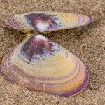 Weißmuschel Weißmuschel