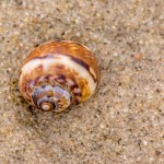 Schneckengehäuse Schneckengehäuse