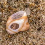 Schneckengehäuse Schneckengehäuse