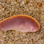 Innere eines Schneckengehäuses Innere eines Schneckengehäuses