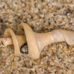 Schneckengehäuse im Schneckengehäuse Schneckengehäuse im Schneckengehäuse