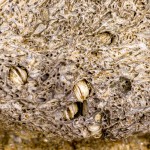 Entenmuscheln in einem verwitterten Knochen Entenmuscheln in einem verwitterten Knochen