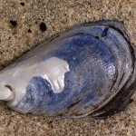 Schwarzmuschel Schwarzmuschel